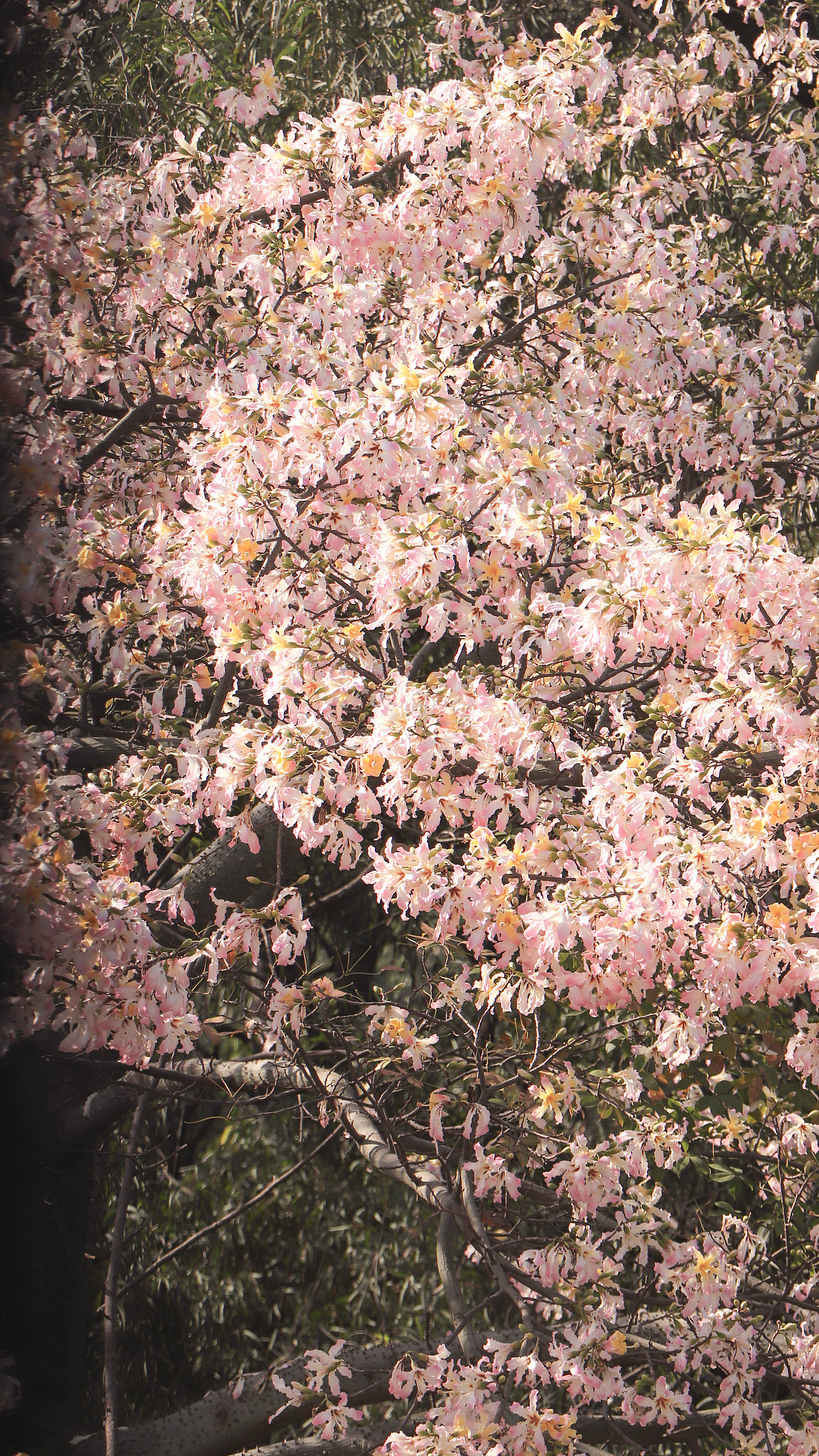 异木棉花开（图ZMzM3OTg2NjU2） - 风光摄影 - 站酷设计师林二三_原创素材 - 站酷ZCOOL