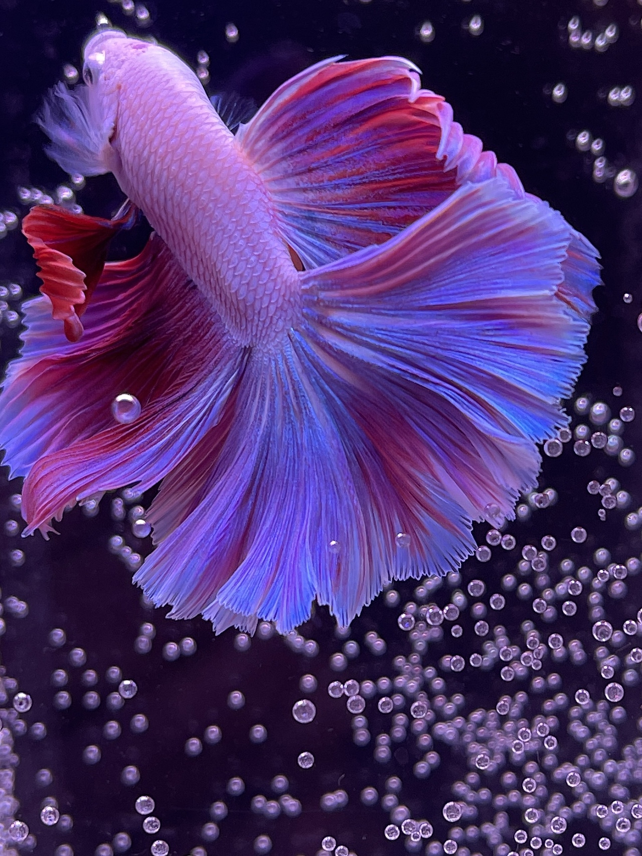 碎片3(手机摄影)