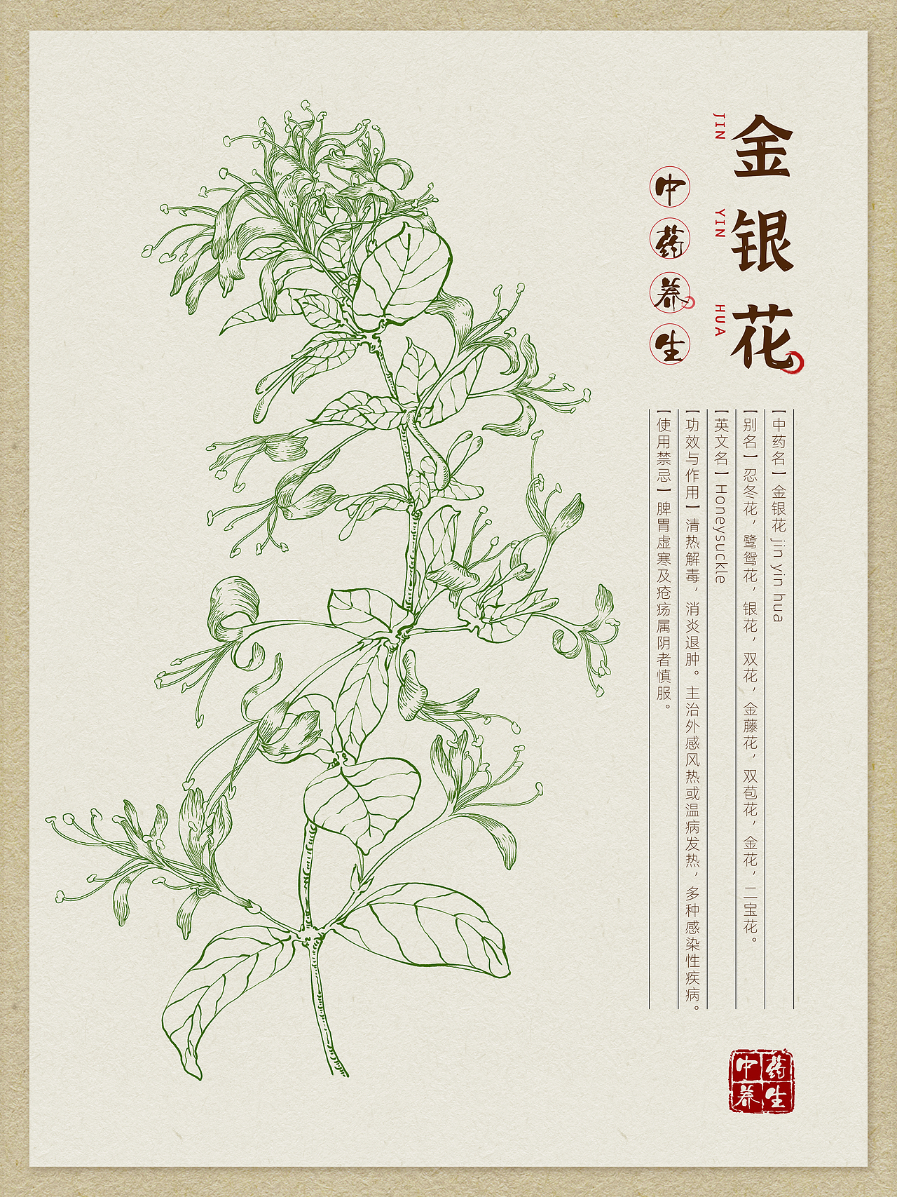 本草纲目中草药手绘插画-车前草(附绘画线稿过程图)472c4d产品渲染-fl