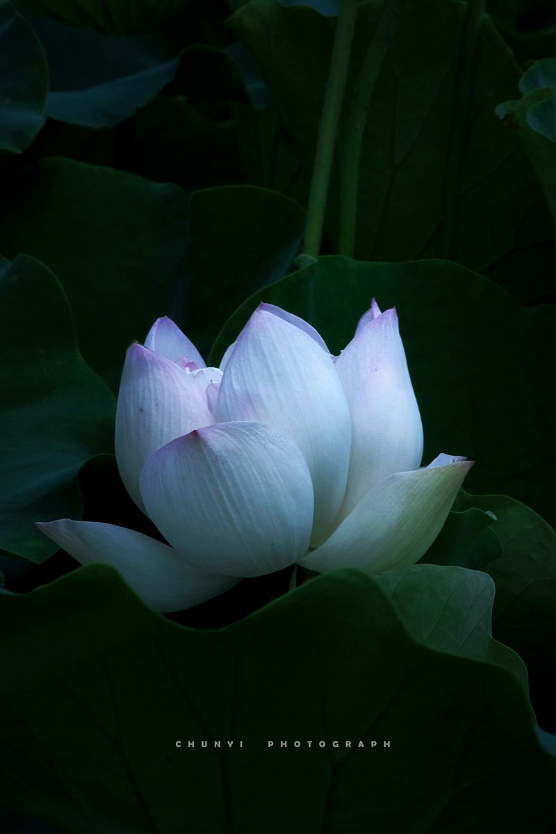 【2020年 / 第12年拍荷 / 荷有四季，常乐我净】（图ZMjk4MzUyNjg4） - 时尚/艺术摄影 - 站酷设计师Chunyi纯一原创素材 - 站酷ZCOOL