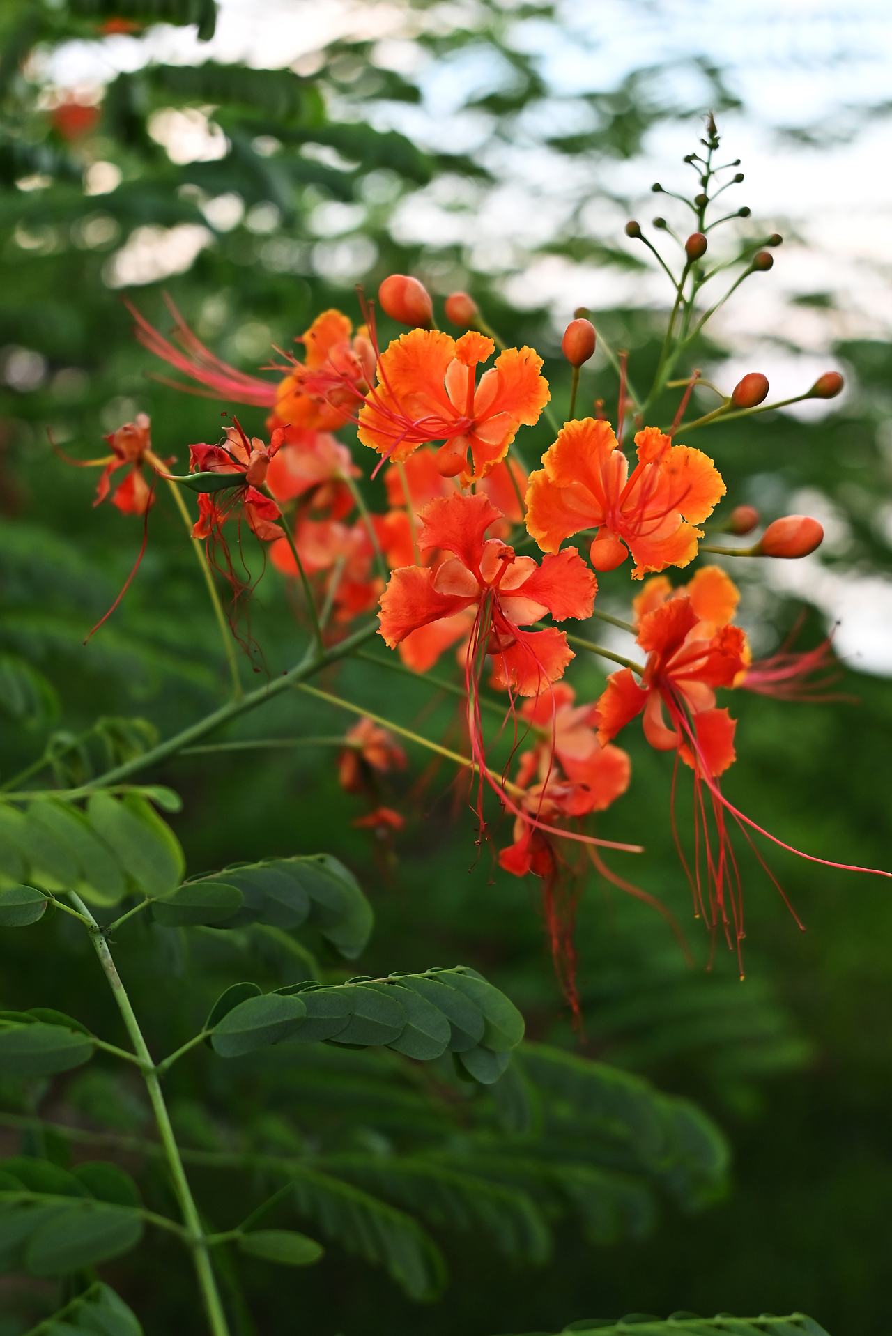 珠海-城市阳台（图ZMzA2NDIzNzM2） - 风光摄影 - 站酷设计师辣条泡方便面原创素材 - 站酷ZCOOL