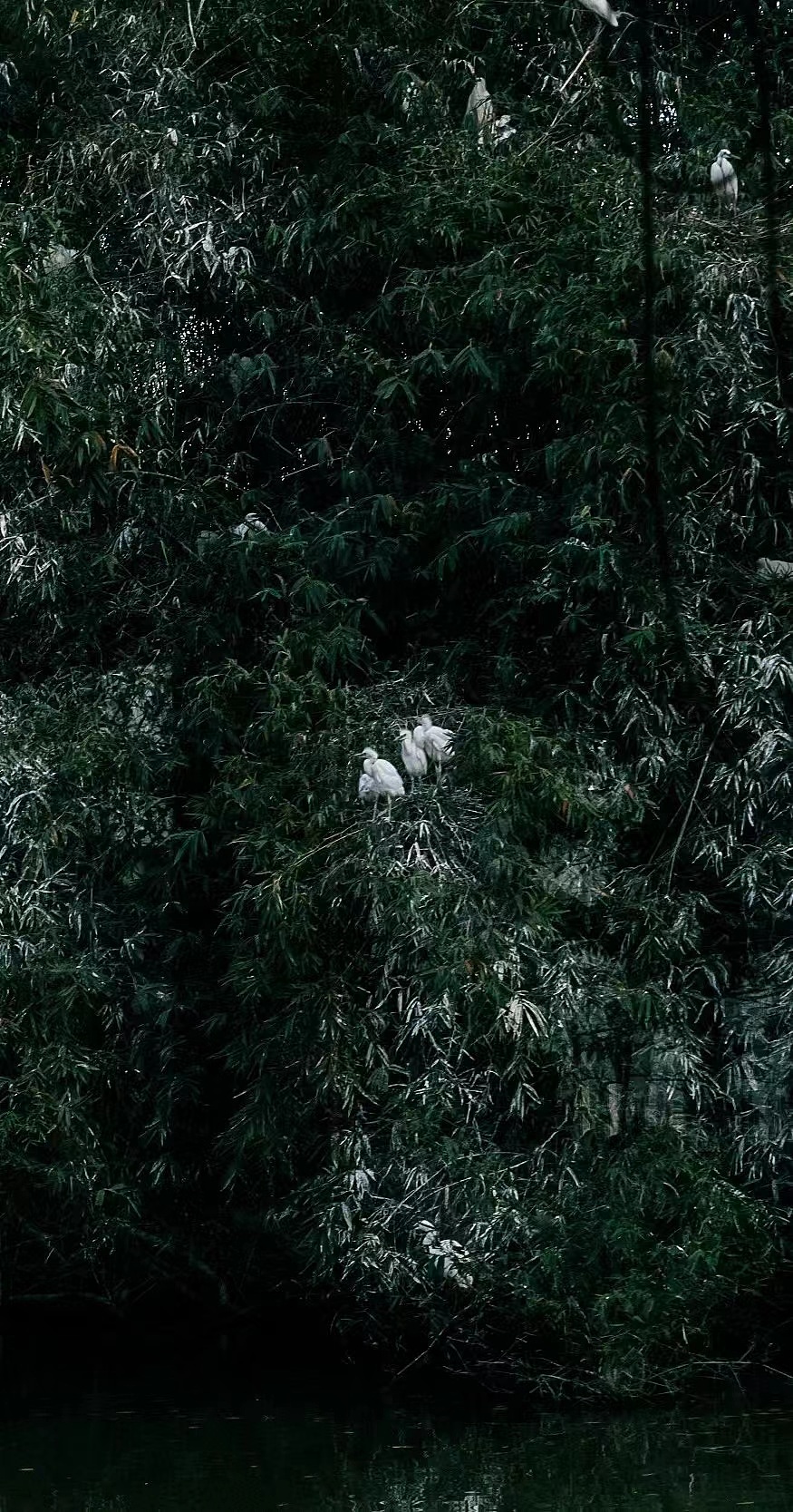 江门新会——小鸟天堂