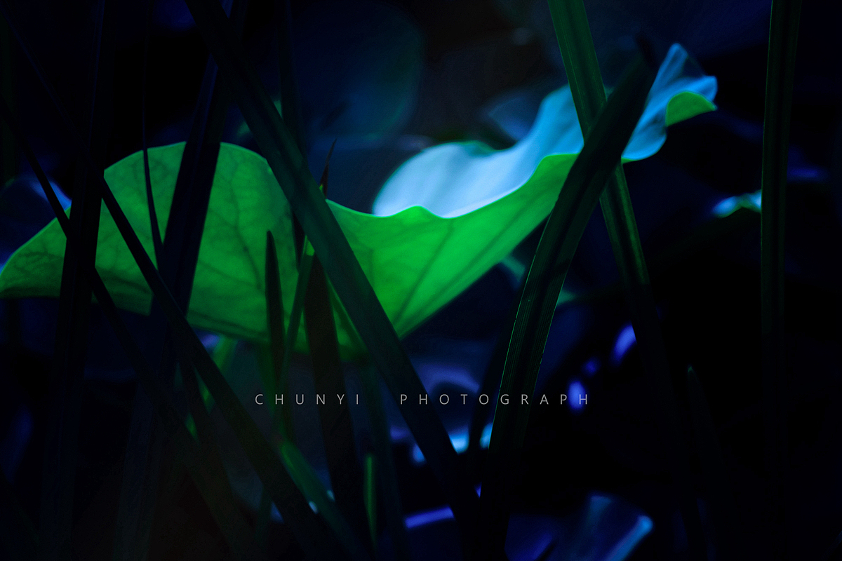 【2008-2019十年拍荷精选99幅 / 荷有四季，常乐我净】（图ZMjk4MzU2MDY4） - 时尚/艺术摄影 - 站酷设计师Chunyi纯一原创素材 - 站酷ZCOOL