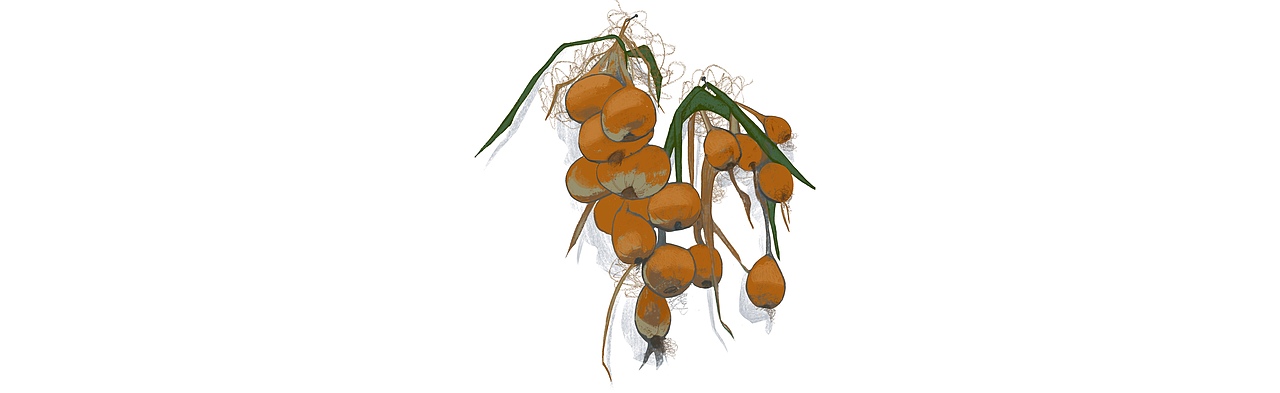 How the two Ivan’s quarrelled. Book illustration