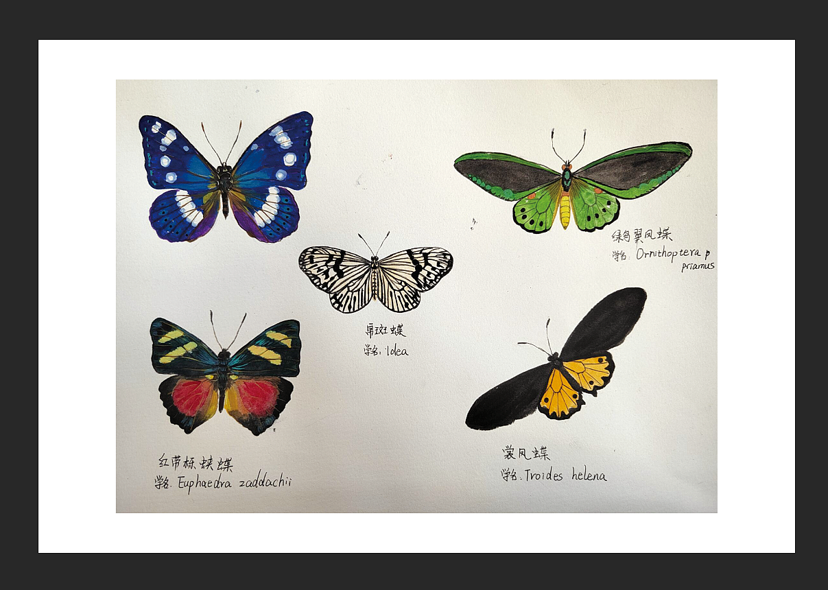 水彩蝴蝶！（图ZMzY4MjIxMzA0） - 绘本 - 站酷设计师十五的月亮十六元原创素材 - 站酷ZCOOL