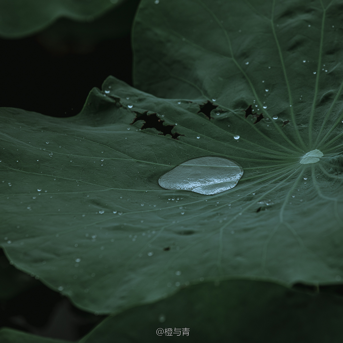 珍珠 | 何处不风景，随处是心情。