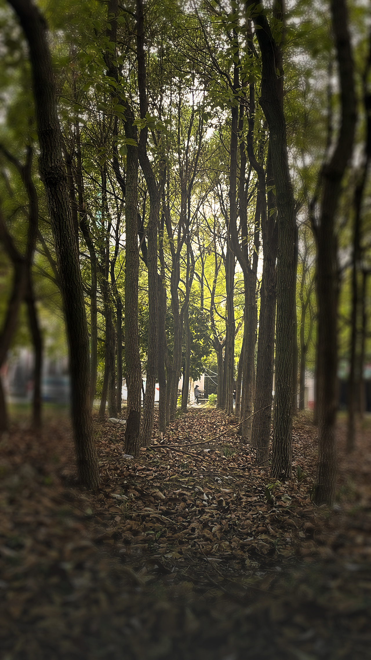 校院那些照片儿！！！（图ZMzM5ODgwNjg0） - 人文/纪实摄影 - 站酷设计师爱画画的青衣原创素材 - 站酷ZCOOL