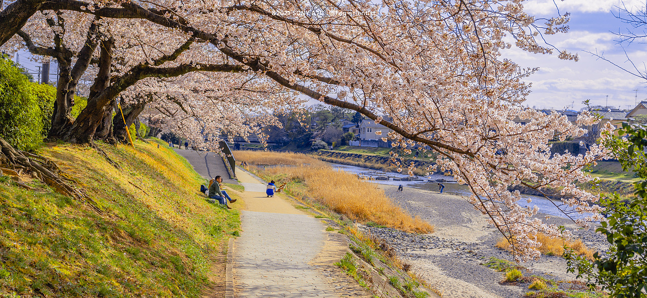 鸭川樱花季 | photo | 雾里学家scientis | 18
