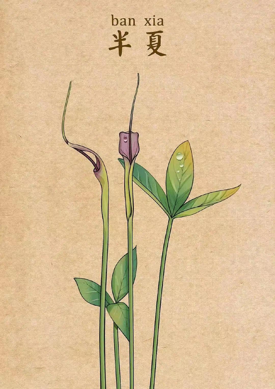 中药插画（图ZMzQ1MDUwODI0） - 艺术插画 - 站酷设计师龙龍Wsl原创素材 - 站酷ZCOOL