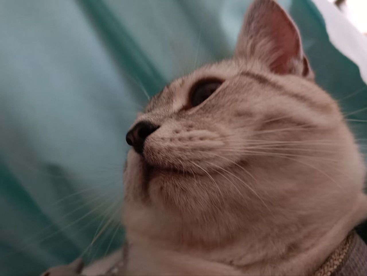 猫咪午休（图ZMzY2MzEyNTI4） - 宠物摄影 - 站酷设计师奥利奥碎片原创素材 - 站酷ZCOOL