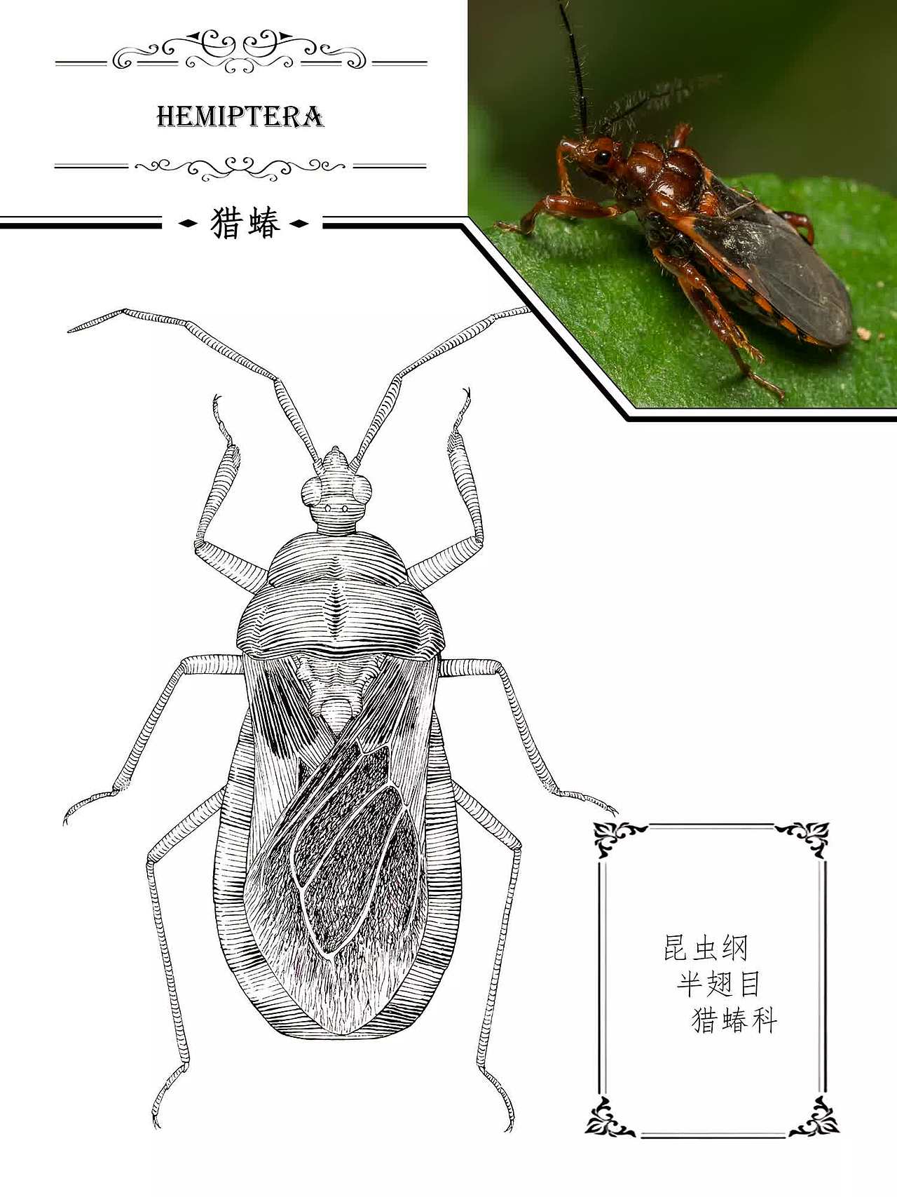 钢笔画 | 昆虫 其之三