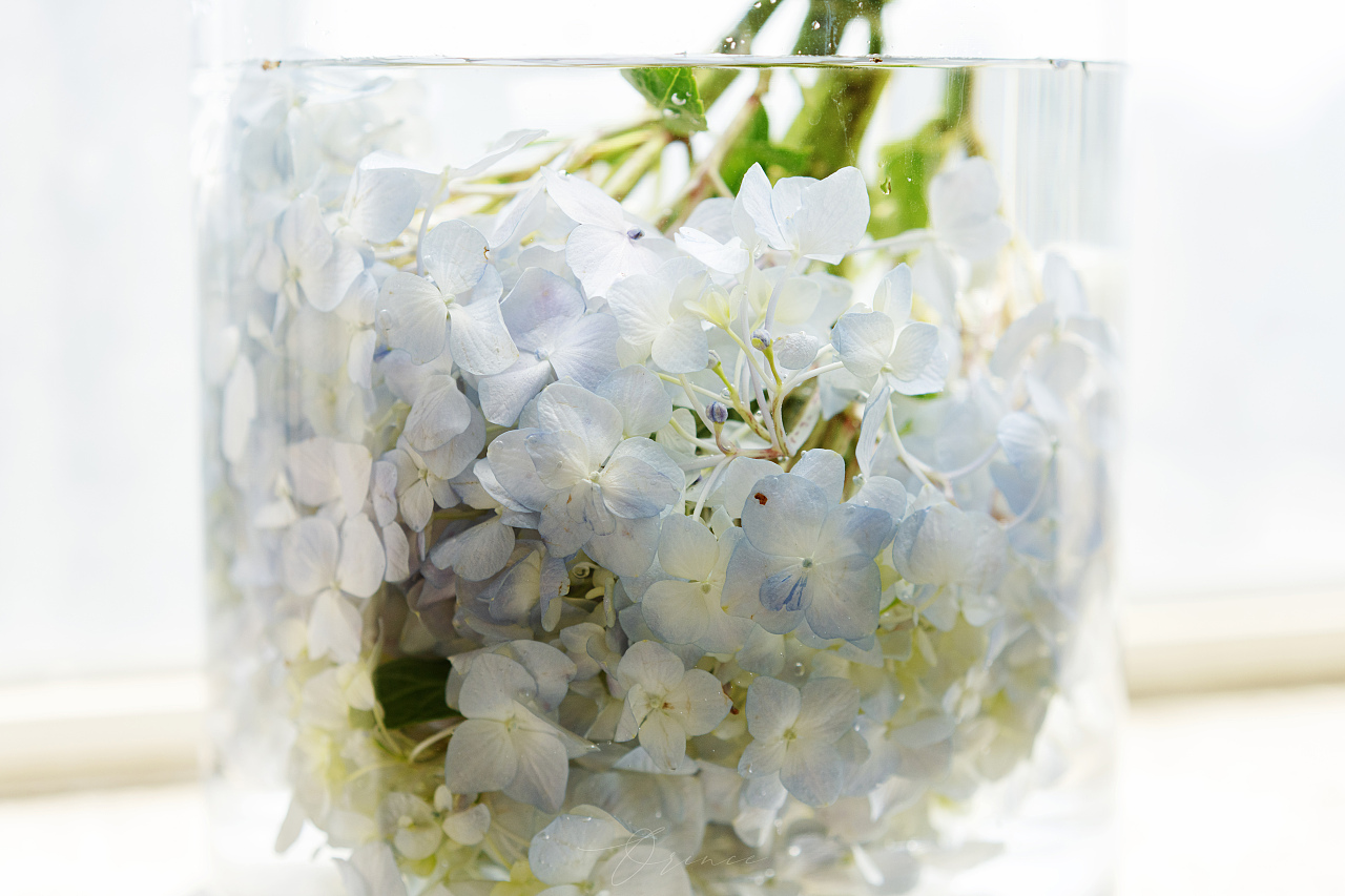 绣球花（紫阳花）