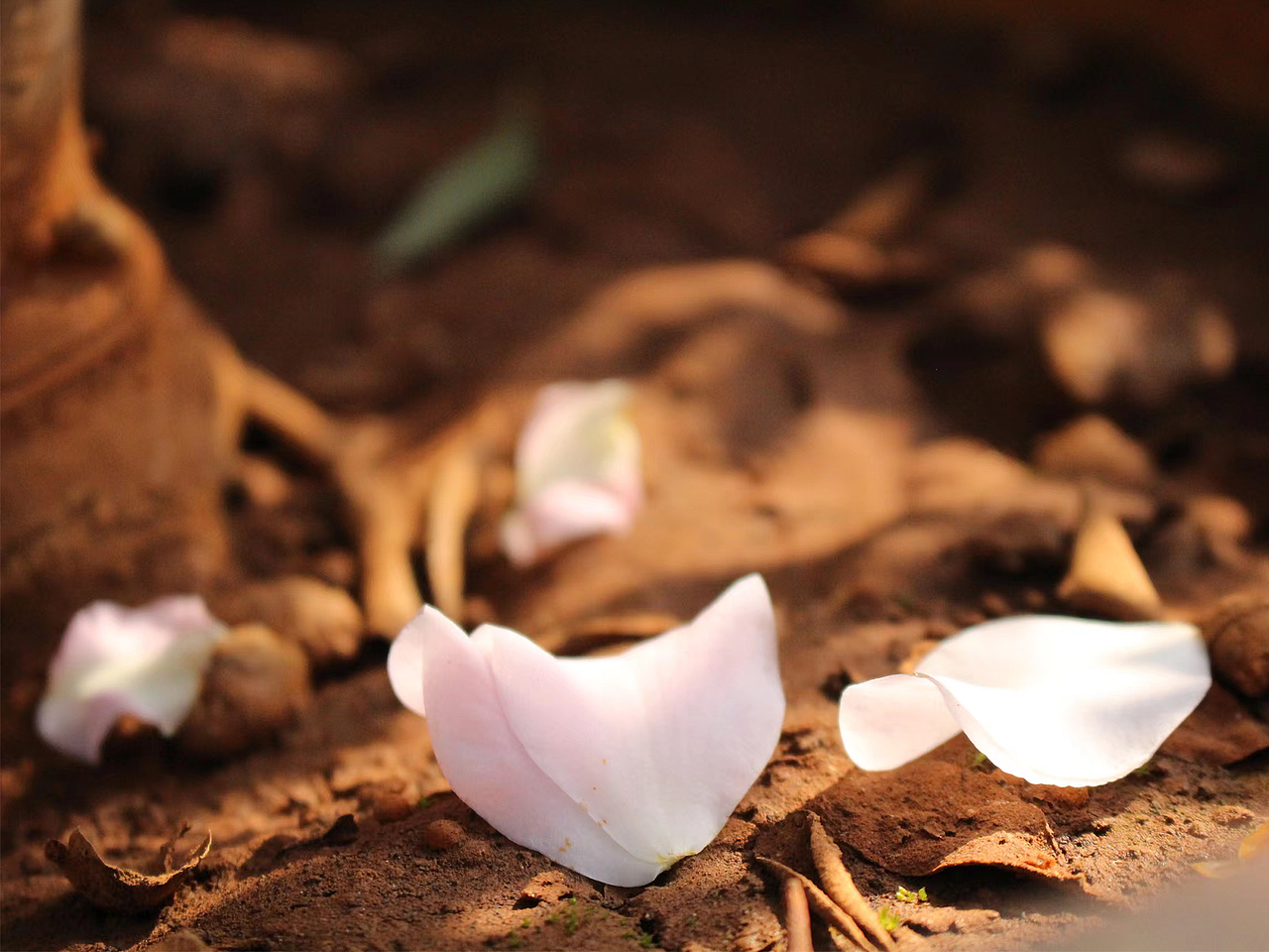 五一小長(zhǎng)假-植物園4（圖ZMzM5MDE4NTY4） - 其他攝影 - 站酷設(shè)計(jì)師panxy420原創(chuàng)素材 - 站酷ZCOOL