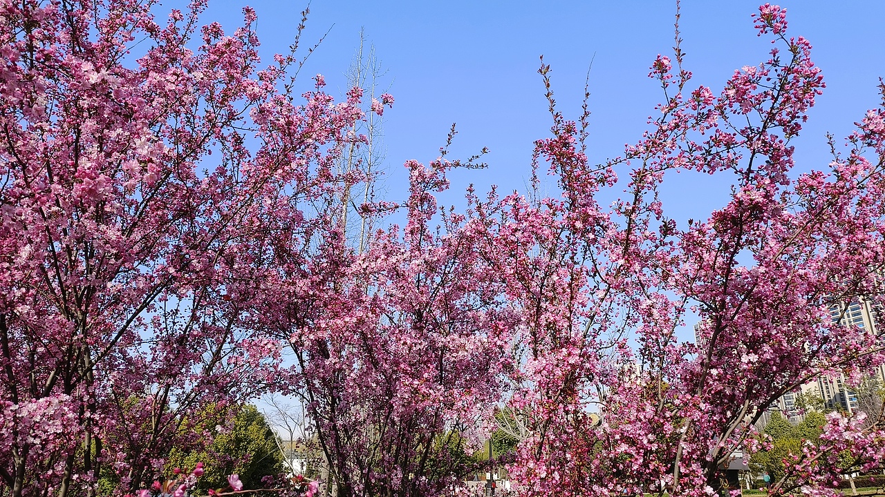 省耕公园--海棠花