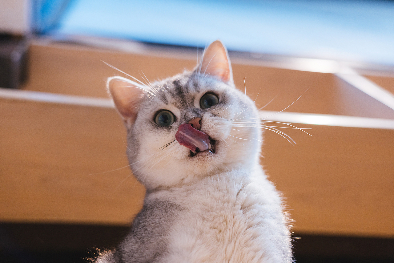 猫的私房 第六季