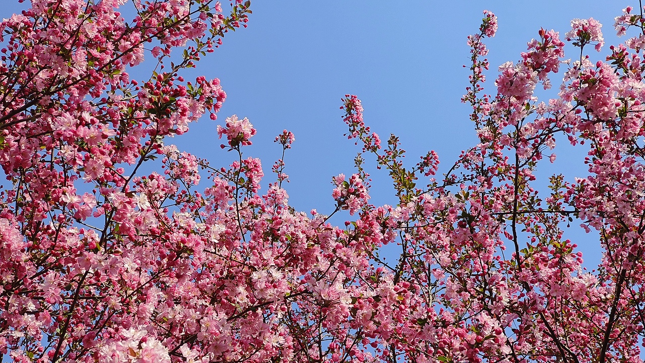 省耕公园--海棠花