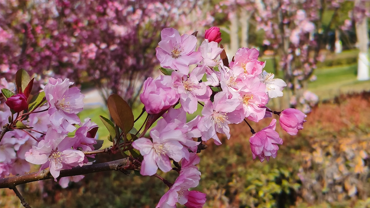 省耕公园--海棠花