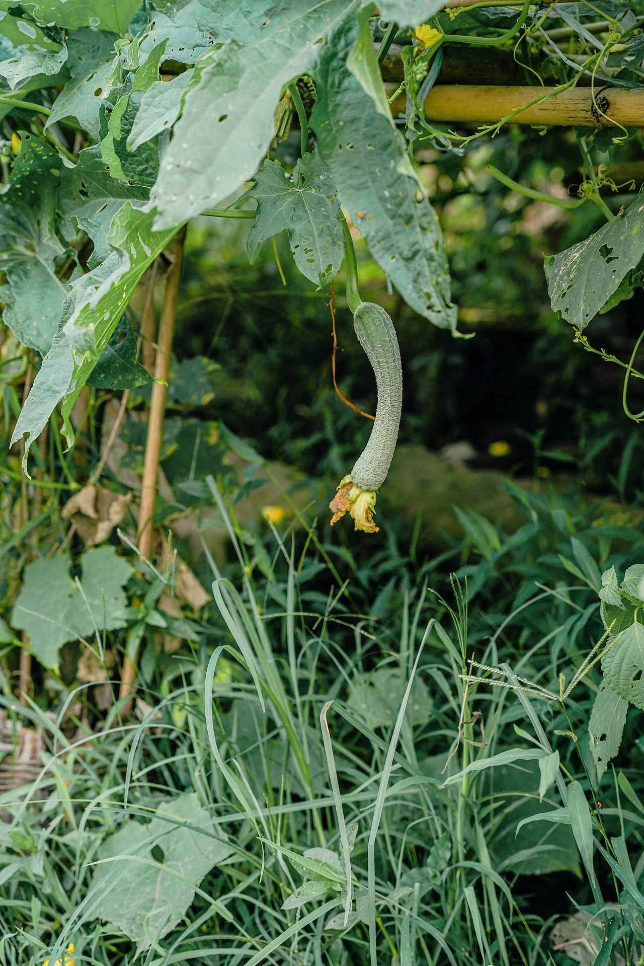 处暑日记（图ZMzQ3NTk3NTgw） - 人像摄影 - 站酷设计师有田人家原创素材 - 站酷ZCOOL