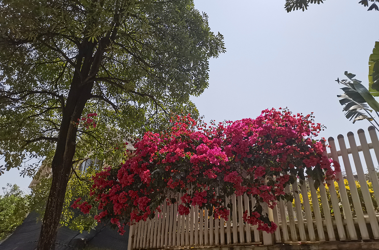 空山无人水流花开