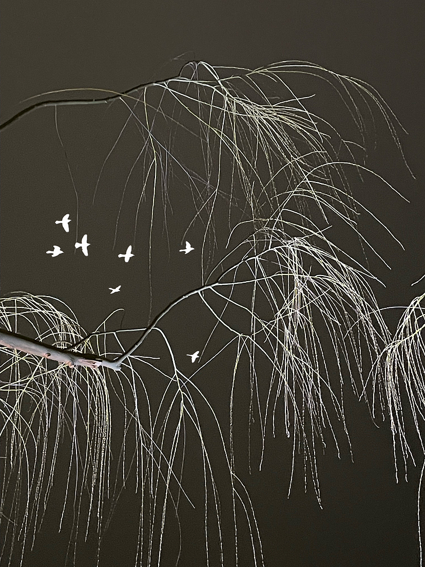 柳条～（图ZMzI5NDQxNzI0） - 风光摄影 - 站酷设计师马丁的老相机原创素材 - 站酷ZCOOL