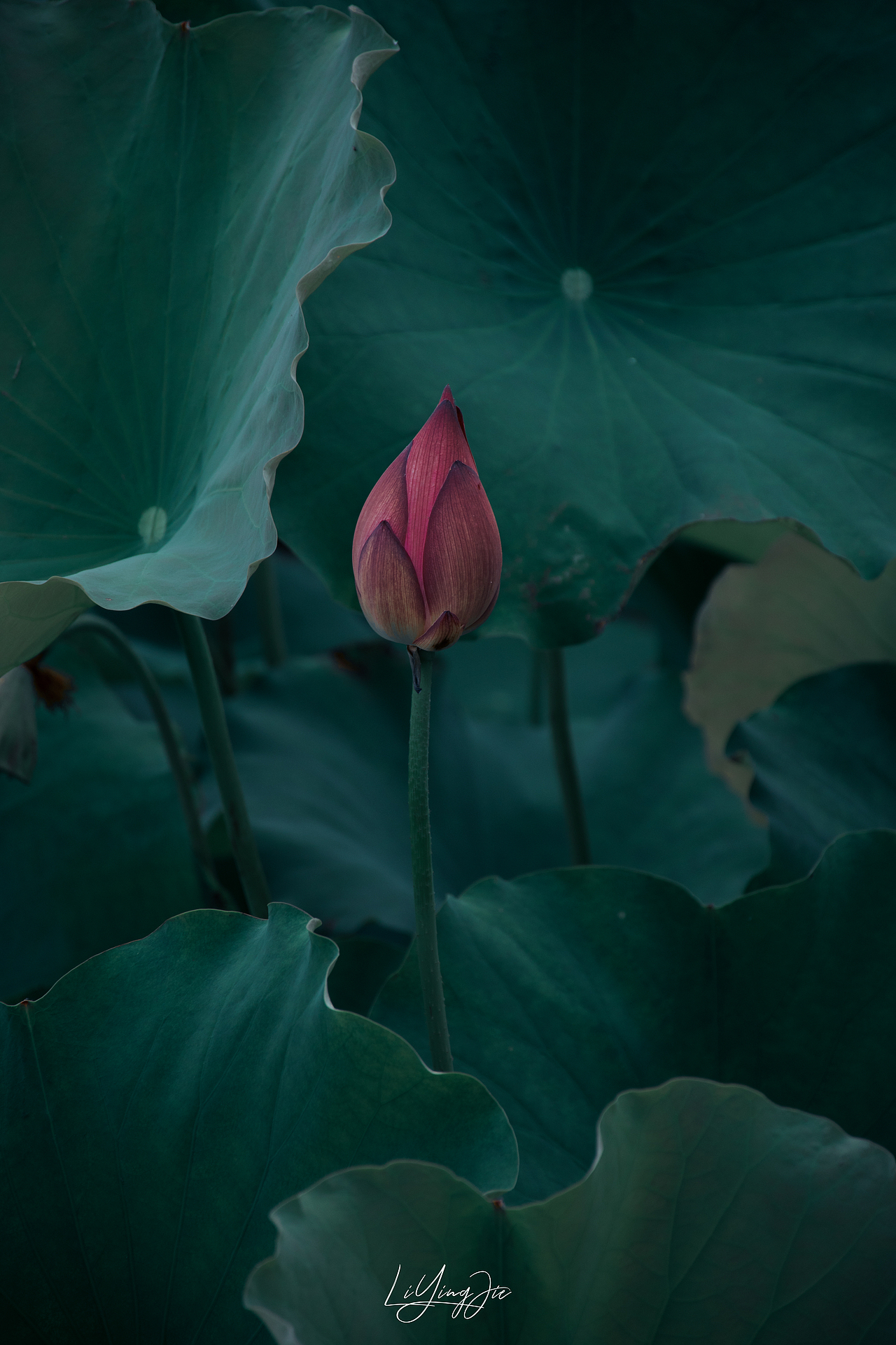 水出芙蓉（图ZMjEzNTkzNDQ4） - 产品摄影 - 站酷设计师与海为邻原创素材 - 站酷ZCOOL