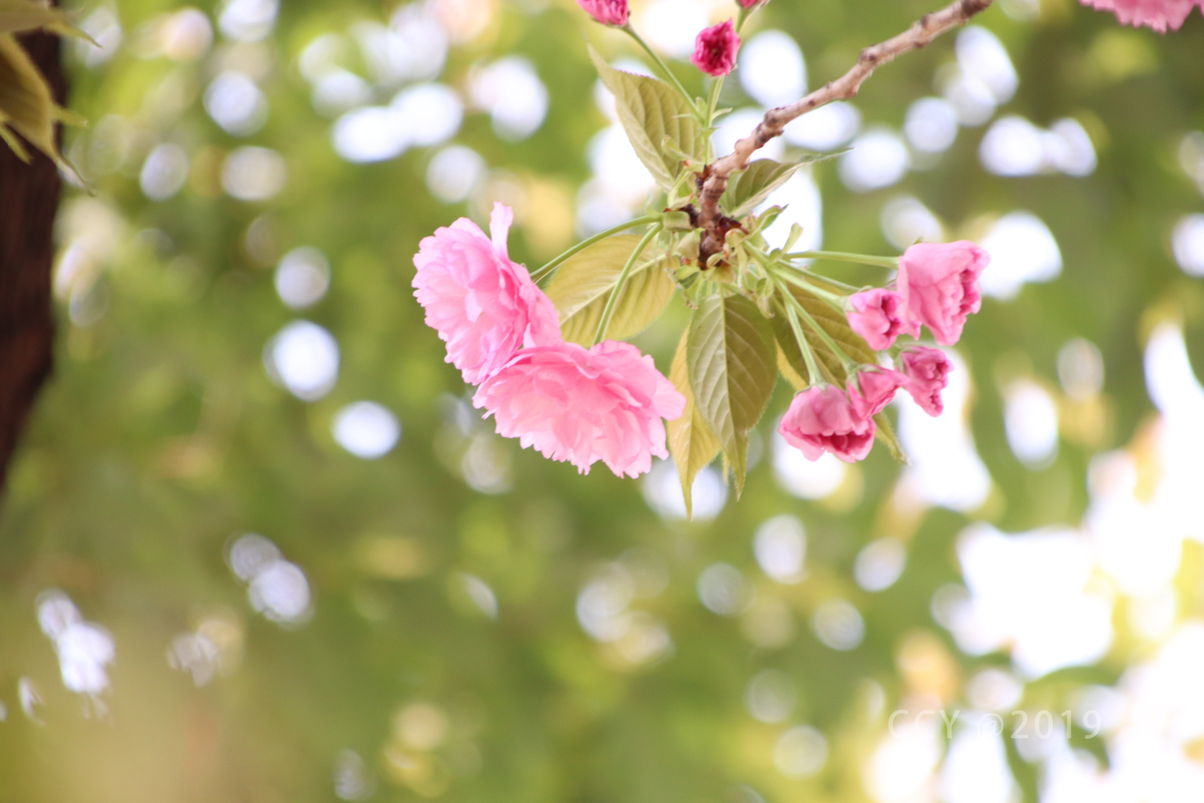 春日暖阳小花开