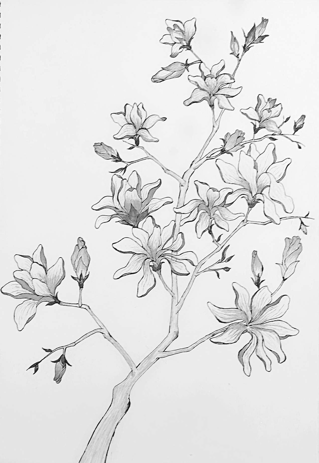 玉蘭（图ZMTA1MzI3NjI4） - 绘本 - 站酷设计师夜之琉璃雨原创素材 - 站酷ZCOOL