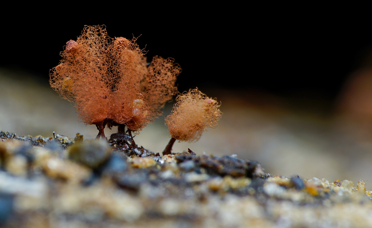 超微距---黏菌的世界|摄影|微距|深圳瓜哥 - 原创作品 - 站酷 (ZCOOL)