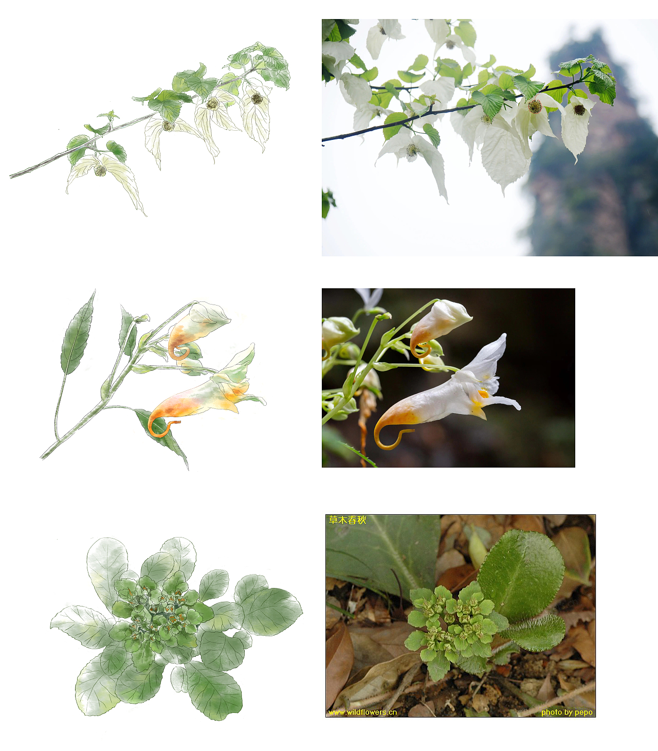 水彩植物（图ZMjkzOTcyMTk2） - 商业插画 - 站酷设计师火野亚美原创素材 - 站酷ZCOOL