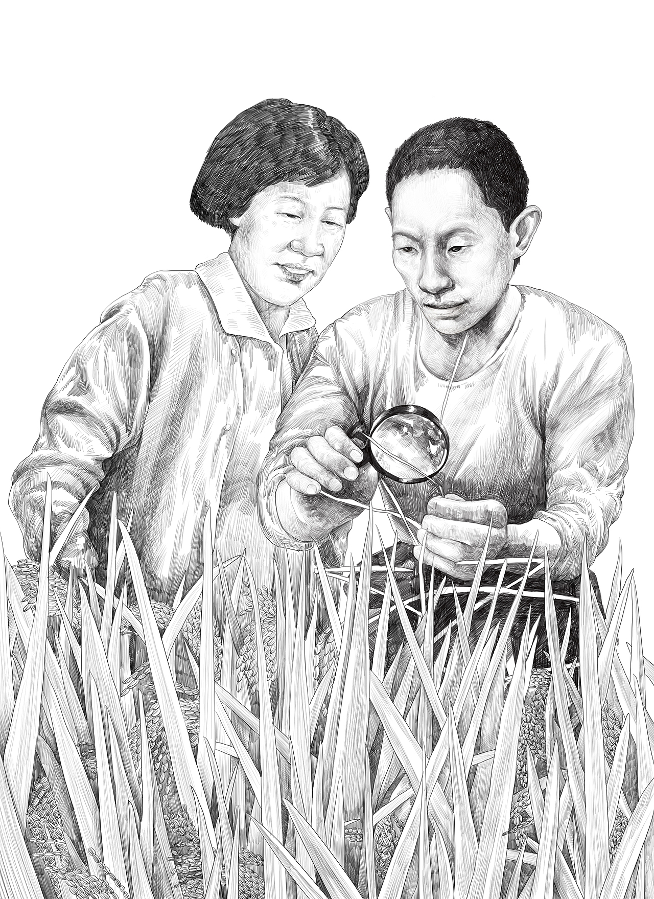 杂交水稻之父袁隆平插画