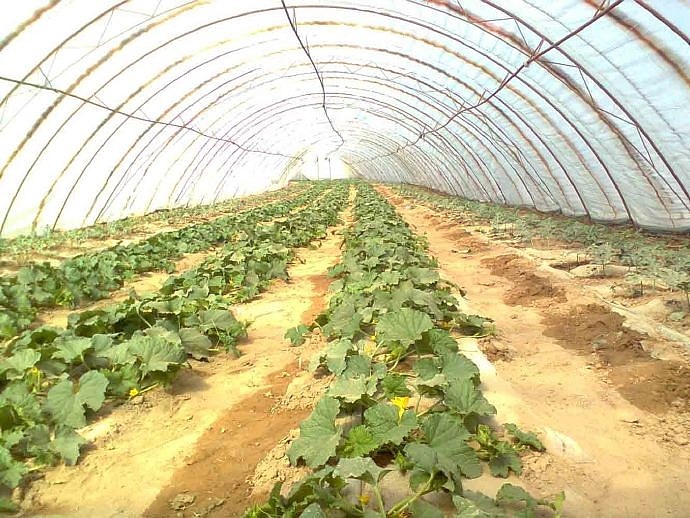 下乡 等待丰收 2012 05 27 我在农业部门的那些日子（图ZMjcxNjQzMTM2） - 人文/纪实摄影 - 站酷设计师森林会展原创素材 - 站酷ZCOOL