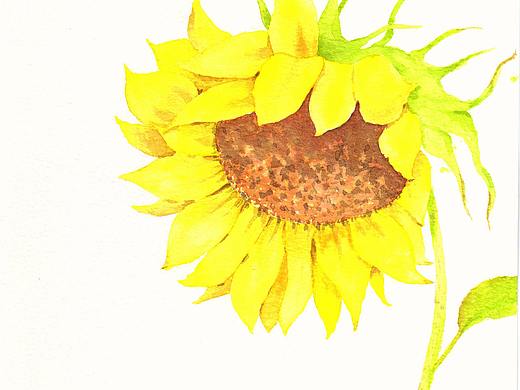 每周一画-向日葵