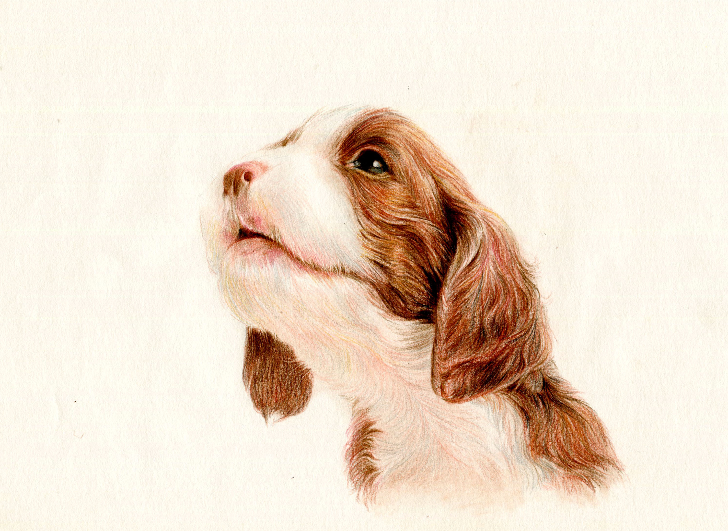 彩铅狗狗——英国史宾格犬|纯艺术|绘画|箐莜菲菲 - 原创作品 - 站酷