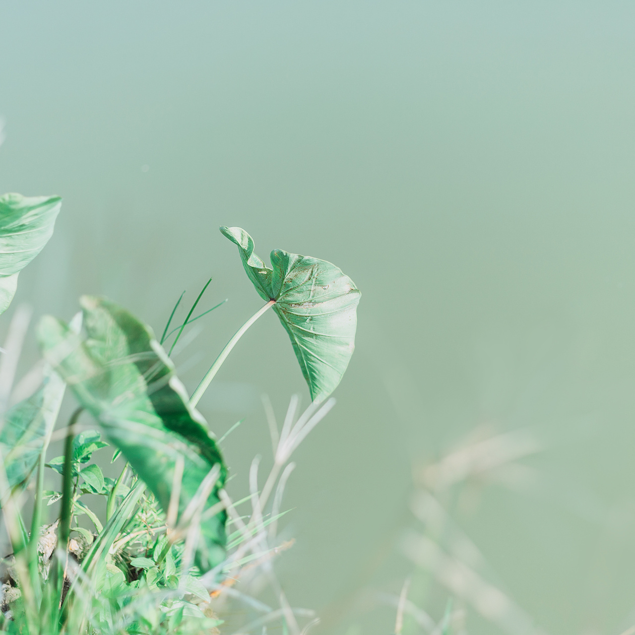 怎么拥有一夏天的风 01a0365d312b78a80120695c40910d.jpg@1280w_1l_2o_100sh.jpg