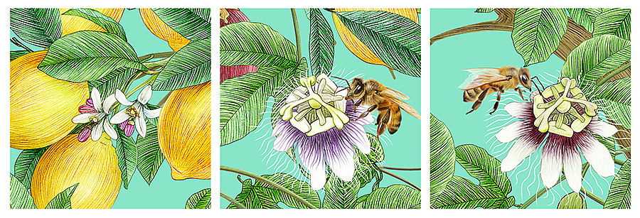 画了些好吃哒 ^_^ (农产品商业插画)