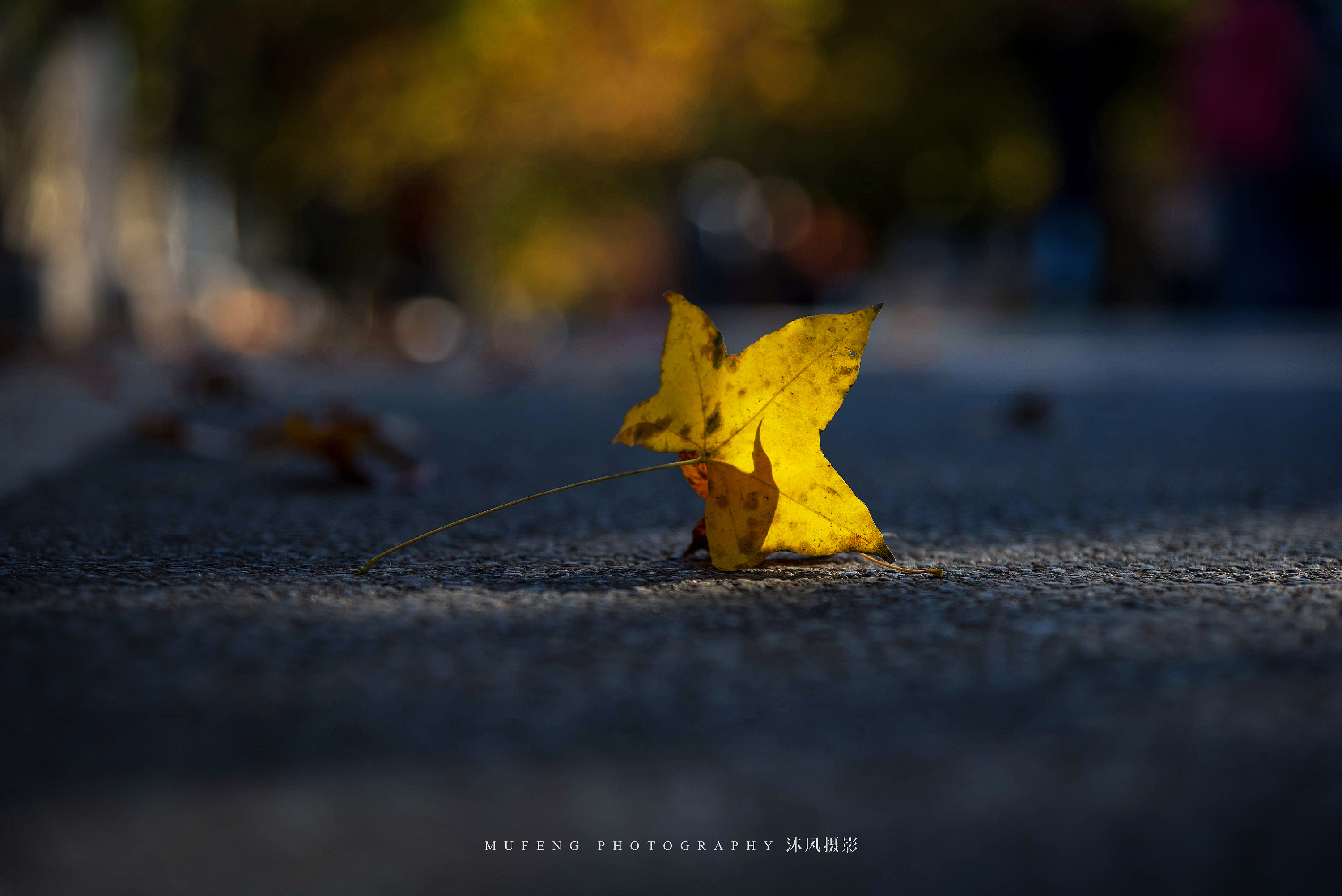 秋叶|摄影|静物|沐风摄影 - 原创作品 - 站酷 (zcool)