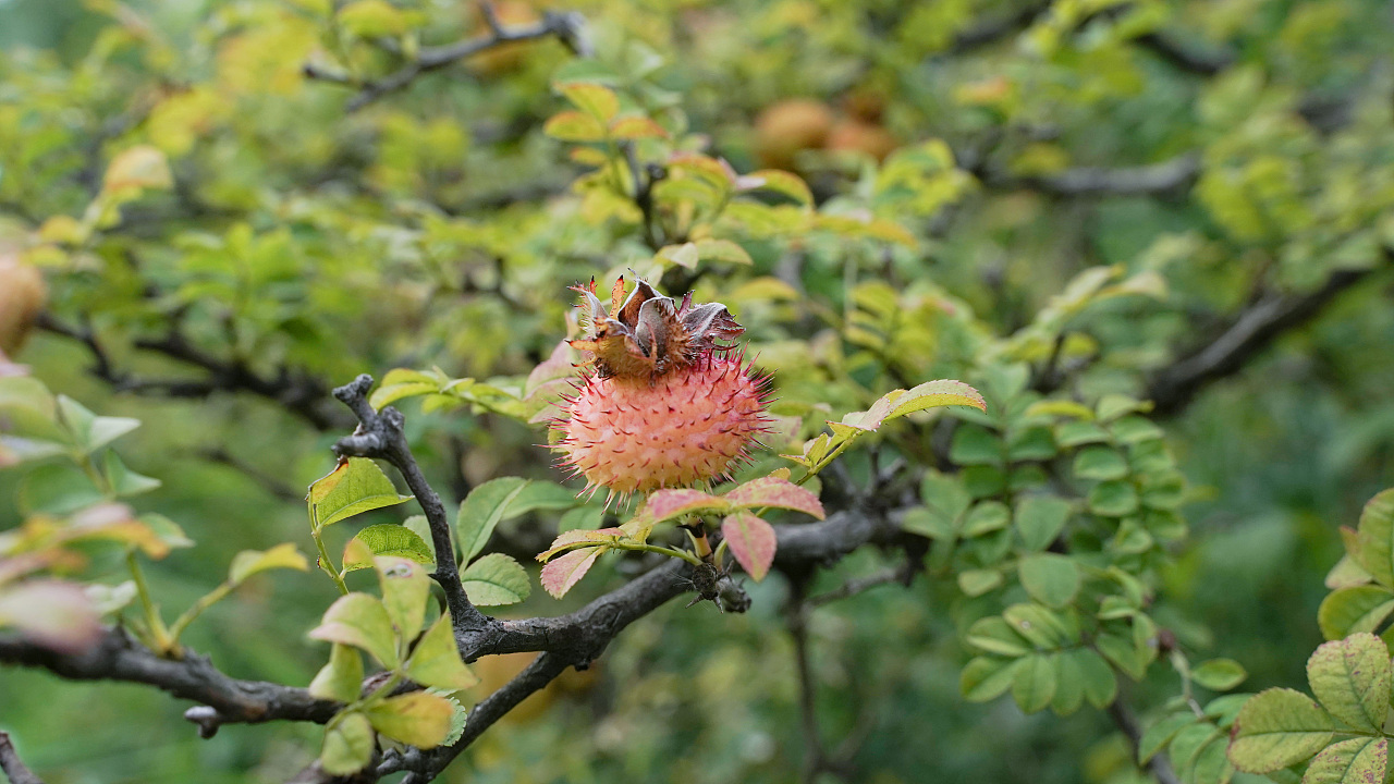 野生刺梨