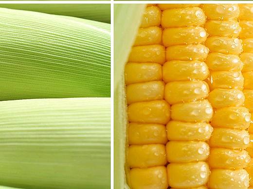 🌽玉米拍摄 I 这个配色绝绝子