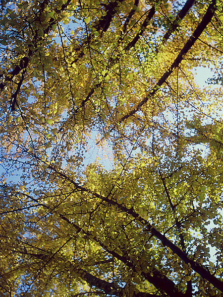 2012年11月 银杏/三里屯/双反