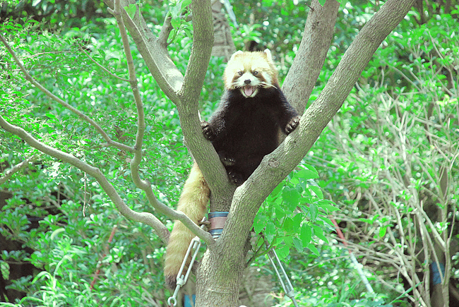 动物也要小清新（图ZMTI2MDY0NA==） - 其他摄影 - 站酷设计师春春花儿开原创素材 - 站酷ZCOOL