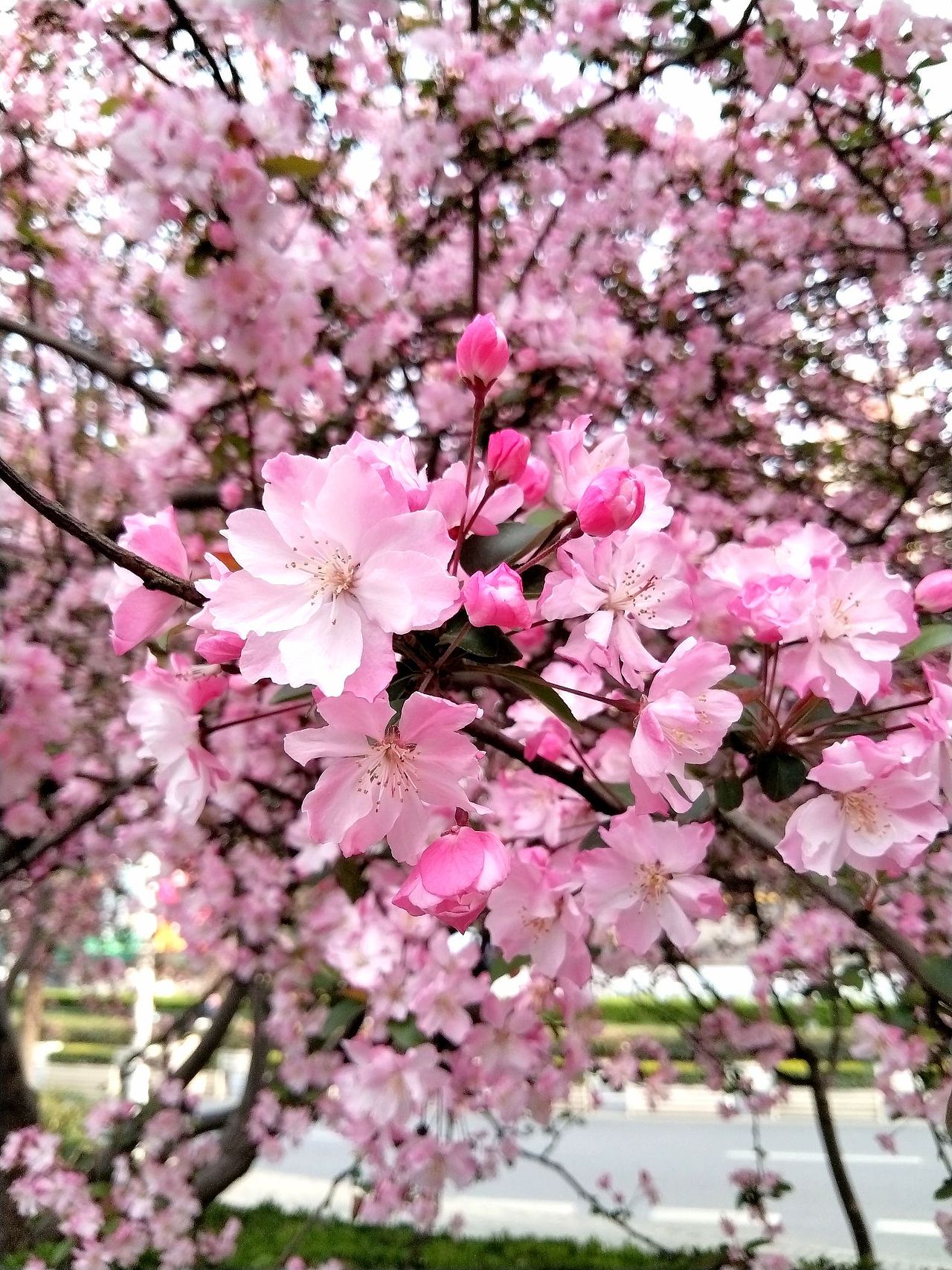春天美景.海棠花.花海（图ZMzY1MjIwMTg4） - 风光摄影 - 站酷设计师东逛西摄原创素材 - 站酷ZCOOL