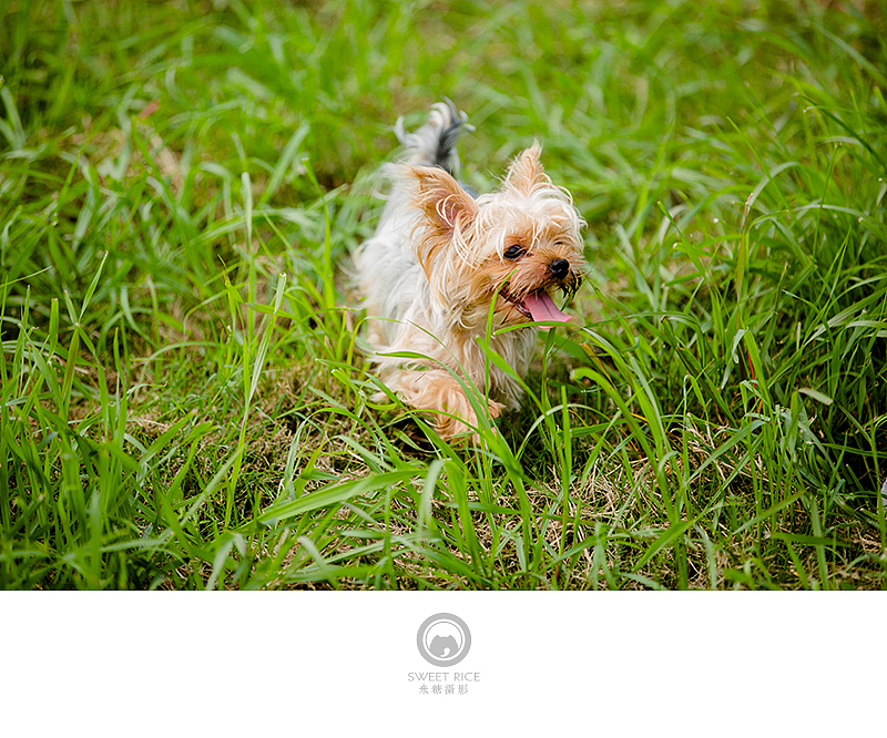 夏至天好 出门遛娃（图ZNTExMzQ2MTI=） - 宠物摄影 - 站酷设计师挂糖原创素材 - 站酷ZCOOL