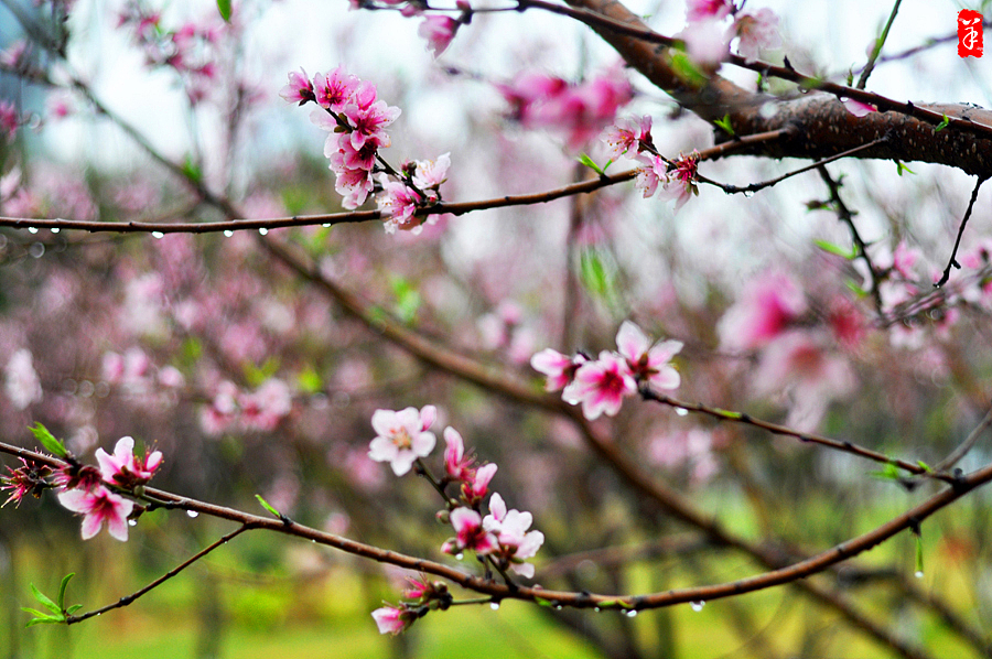 2014春·深圳大学桃花朵朵（图ZMTQwOTUwNzY=） - 风光摄影 - 站酷设计师szuedu2005原创素材 - 站酷ZCOOL