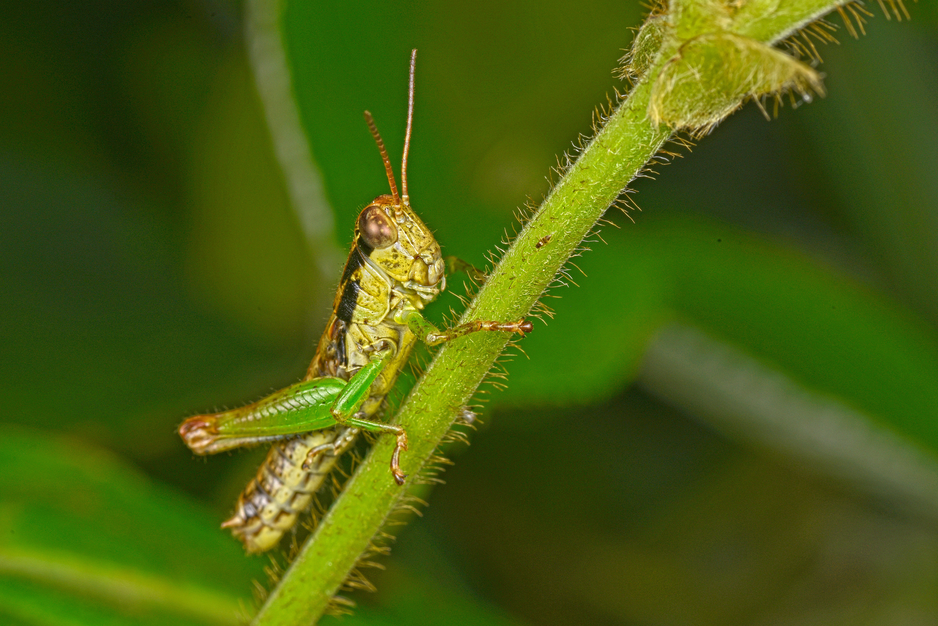云间鸿雁草间虫