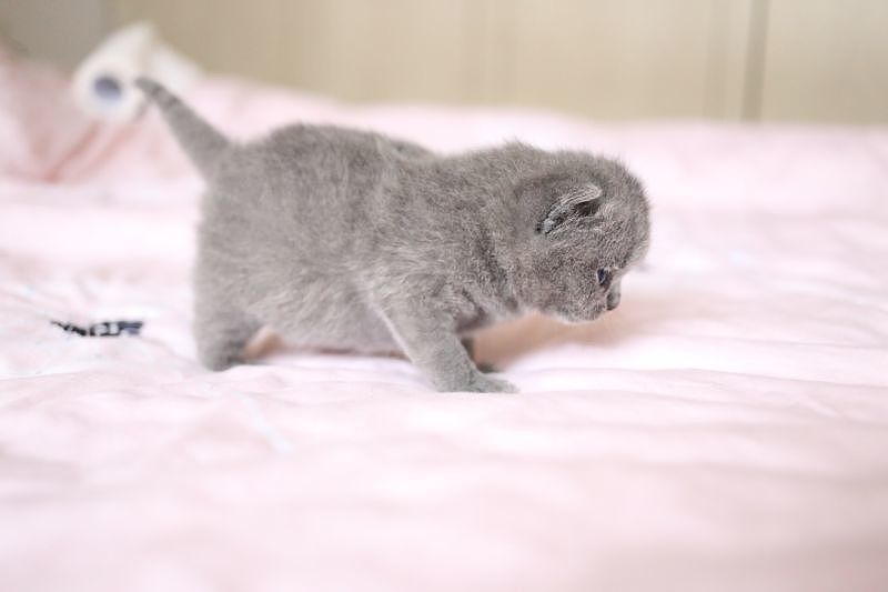 沐米猫舍 纯蓝色-英国短毛猫-高清照片