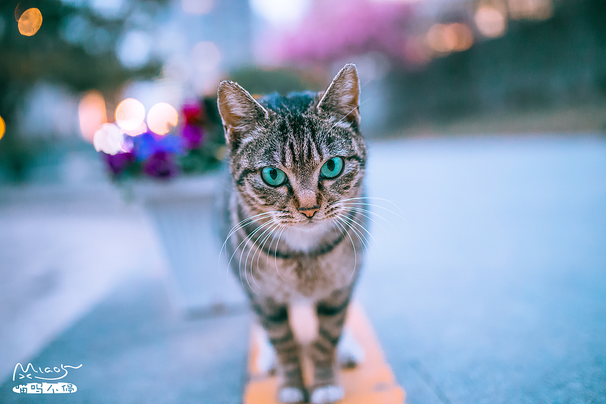 恰好也是翠眼,不过颜色要淡一些,入选的理由倒不完全因为这对双眼。那天天色将晚,街灯四起,我们在新天地湖边不期而遇,之前被附近其他猫猫冷漠鄙视后,遇到这么一只主动靠上前的,心里一暖。35mm广角,凑近一张大头脸,一双大眼睛配上身后虚化的灯光,颜色超喜欢。