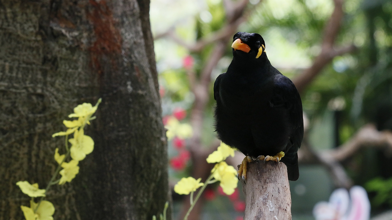 长隆飞鸟乐园-动物趣闻（图ZMjQ5NTYwMTk2） - 其他摄影 - 站酷设计师飞天猪猫原创素材 - 站酷ZCOOL