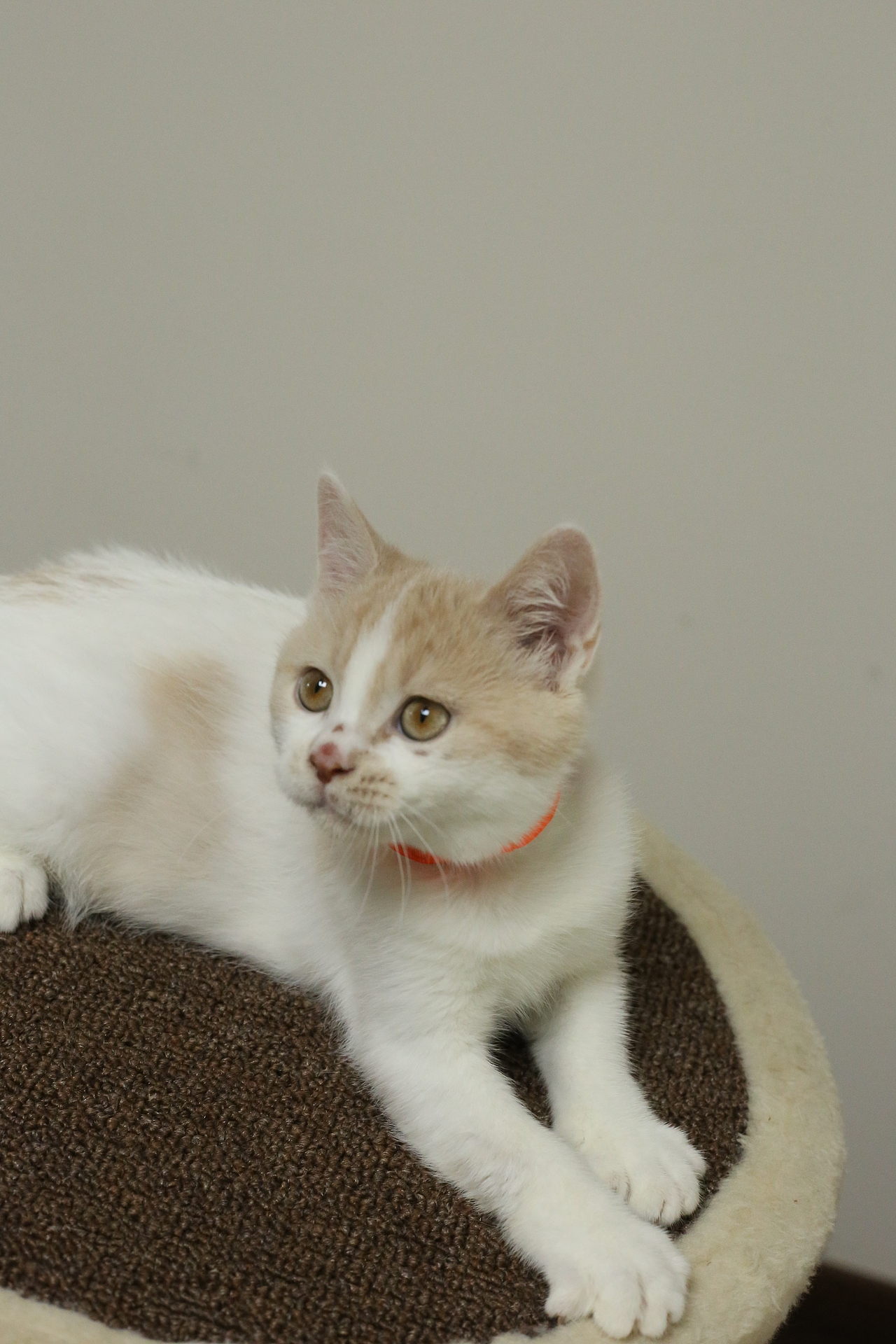 双血统英短\0508英短乳白梵公-熊二-27day450g