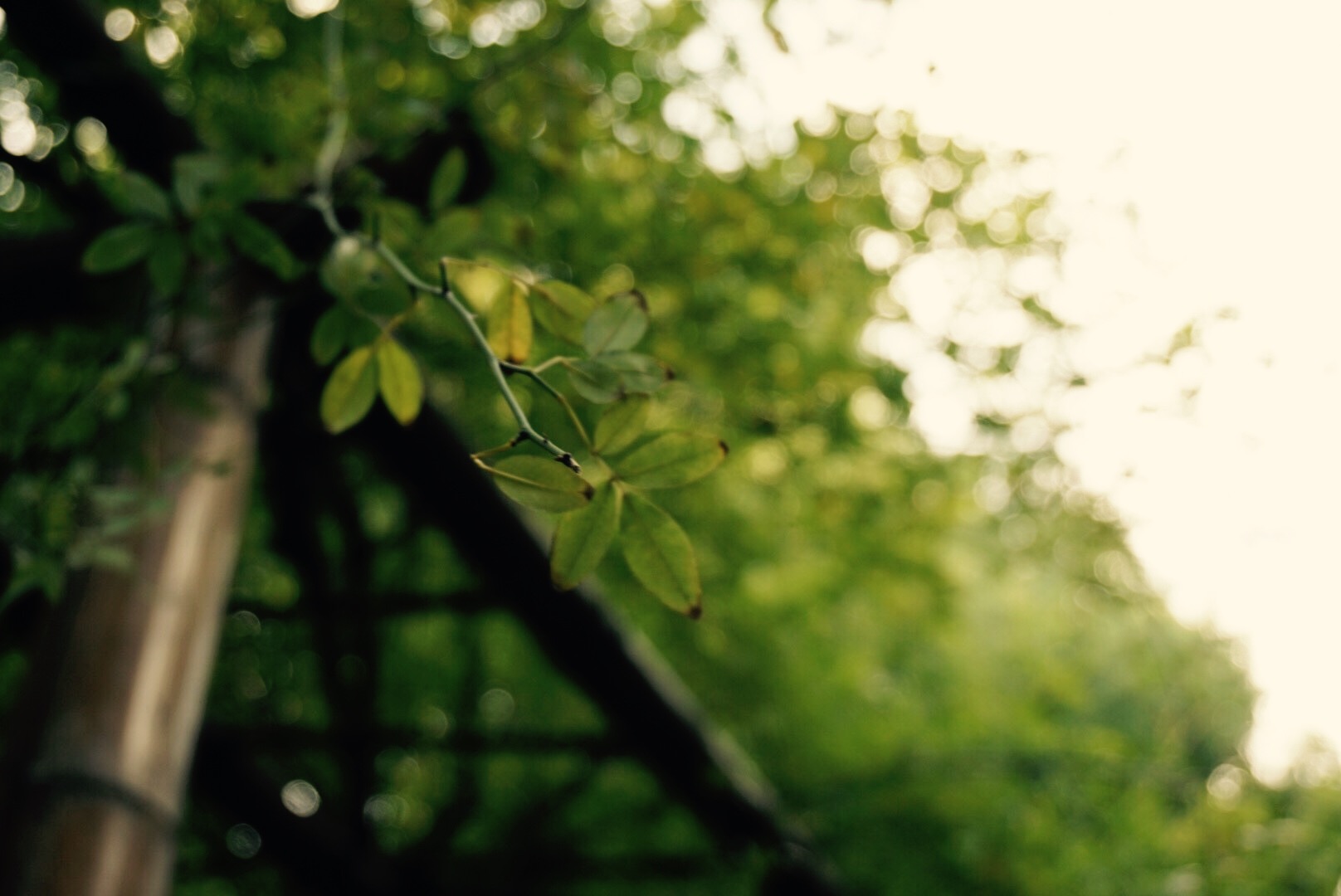 搖晃的聽裝可樂的個(gè)人主頁(yè)（背景預(yù)覽） - 主頁(yè)背景設(shè)置 - 站酷設(shè)計(jì)師搖晃的聽裝可樂原創(chuàng)素材 - 站酷ZCOOL