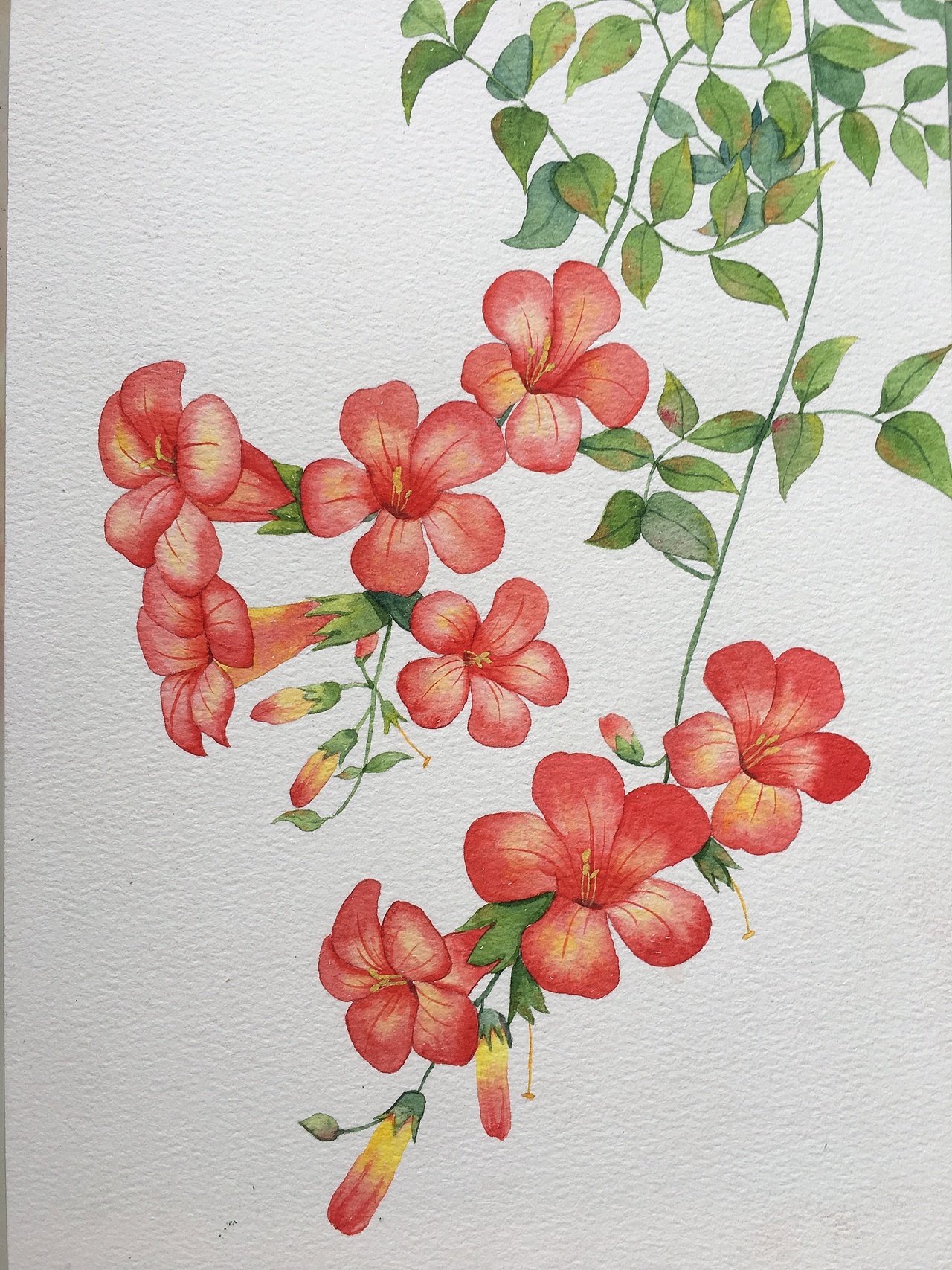 水彩花卉合集（图ZMzE3NjQzMjIw） - 商业插画 - 站酷设计师Z67631737原创素材 - 站酷ZCOOL